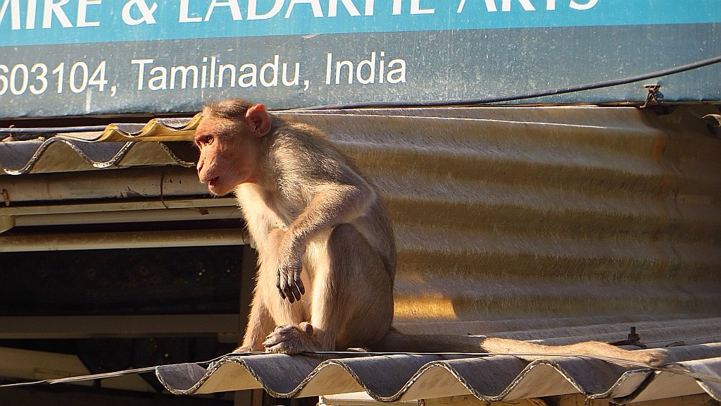 Zdjęcia: Mahabalipuram, Tamil Nadu, mieszkańcy Mahabalipuram, INDIE Zdjęcia: Mahabalipuram, Tamil Nadu, mieszkańcy Mahabalipuram, INDIE