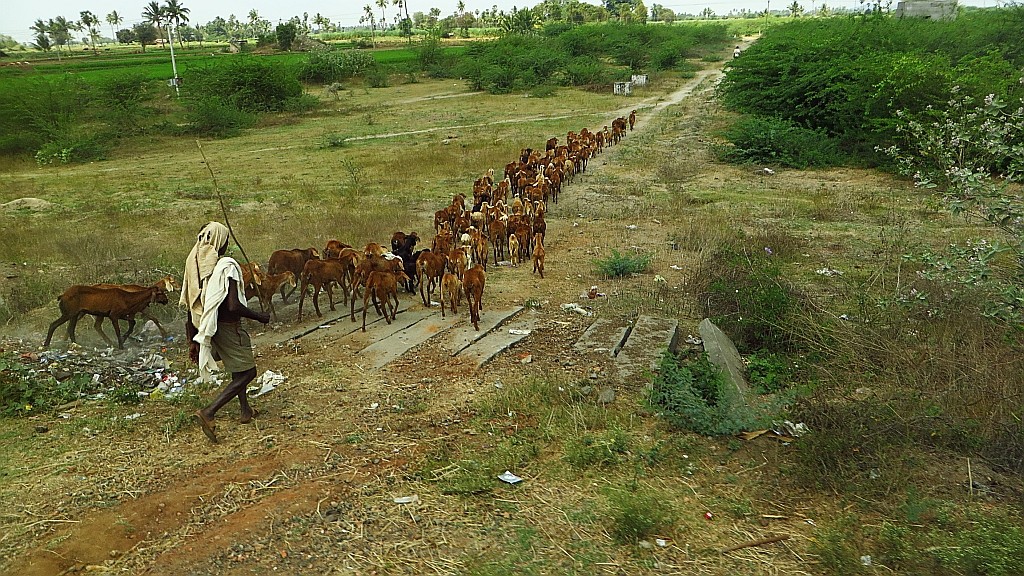 Zdjęcia: Tiruvannamalaj - Pondicherry, Tamil Nadu, pasterz, INDIE Zdjęcia: Tiruvannamalaj - Pondicherry, Tamil Nadu, pasterz, INDIE