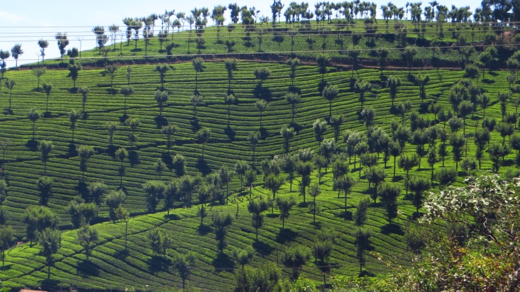 Zdjęcia: okolice Coonoor, Tamil Nadu, uprawy herbaty, INDIE Zdjęcia: okolice Coonoor, Tamil Nadu, uprawy herbaty, INDIE