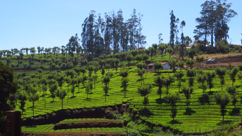 Zdjęcia: okolice Coonoor, Tamil Nadu, uprawy herbaty, INDIE Zdjęcia: okolice Coonoor, Tamil Nadu, uprawy herbaty, INDIE