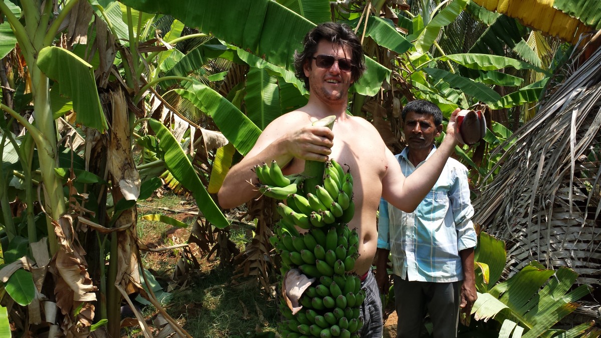 Zdjęcia: Bengalore, Karnataka, podróż na kokosach, INDIE Zdjęcia: Bengalore, Karnataka, podróż na kokosach, INDIE