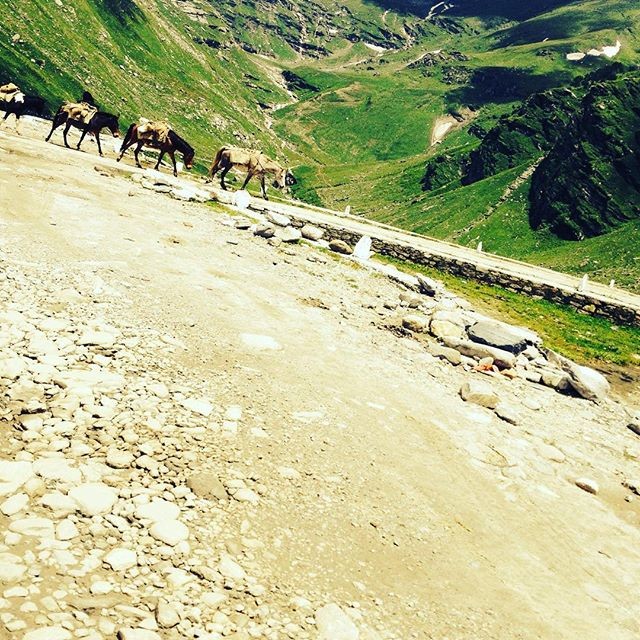 Zdjęcia: Manali, Himanchal, Rohtang pass horses, INDIE Zdjęcia: Manali, Himanchal, Rohtang pass horses, INDIE
