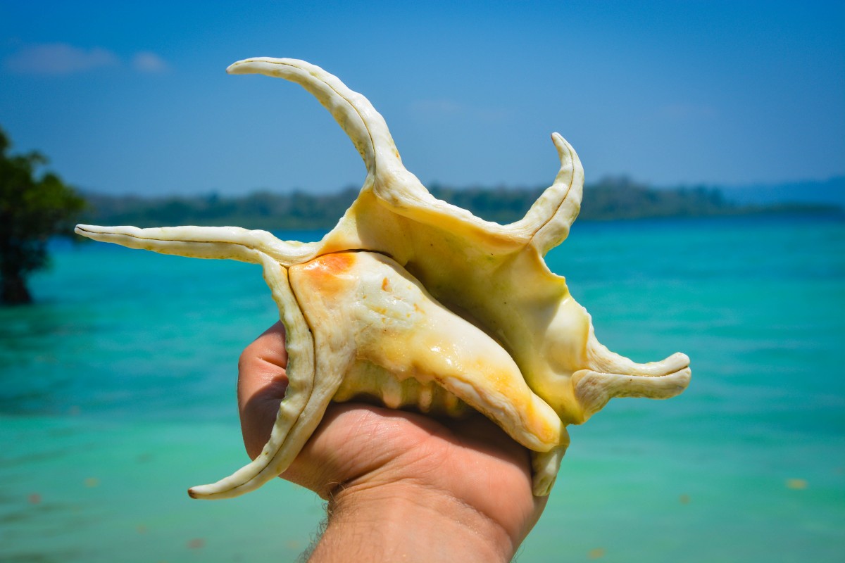 Zdjęcia: Havelock Island, Andamany, skarb morza Andamańskiego, INDIE Zdjęcia: Havelock Island, Andamany, skarb morza Andamańskiego, INDIE