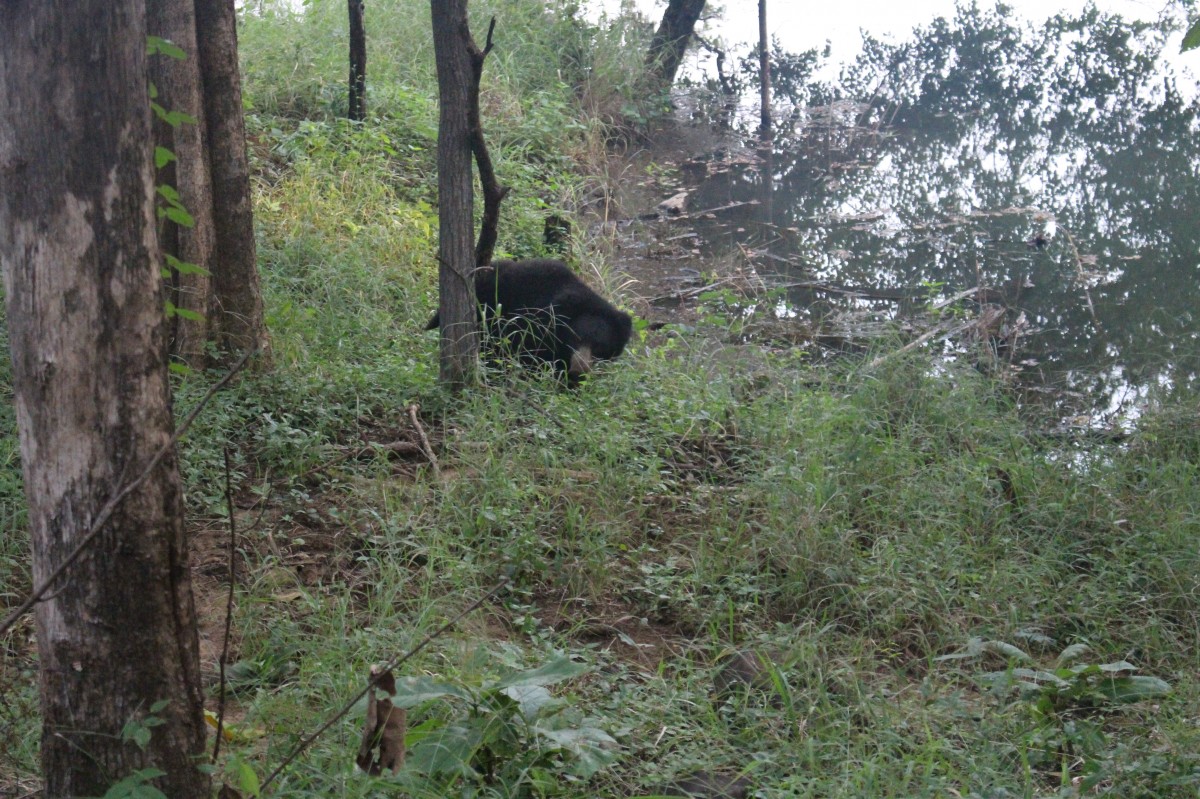 Zdjęcia: Satpura, Madhya Pradesh, Niedźwiedź brunatny, INDIE Zdjęcia: Satpura, Madhya Pradesh, Niedźwiedź brunatny, INDIE