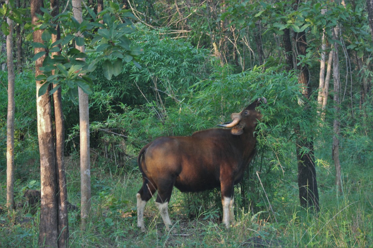 Zdjęcia: Satpura, Madhya Pradesh, Jedzący buffalo , INDIE Zdjęcia: Satpura, Madhya Pradesh, Jedzący buffalo , INDIE