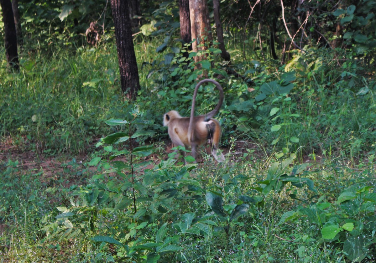 Zdjęcia: Satpura, Madhya Pradesh, Małpa, INDIE Zdjęcia: Satpura, Madhya Pradesh, Małpa, INDIE