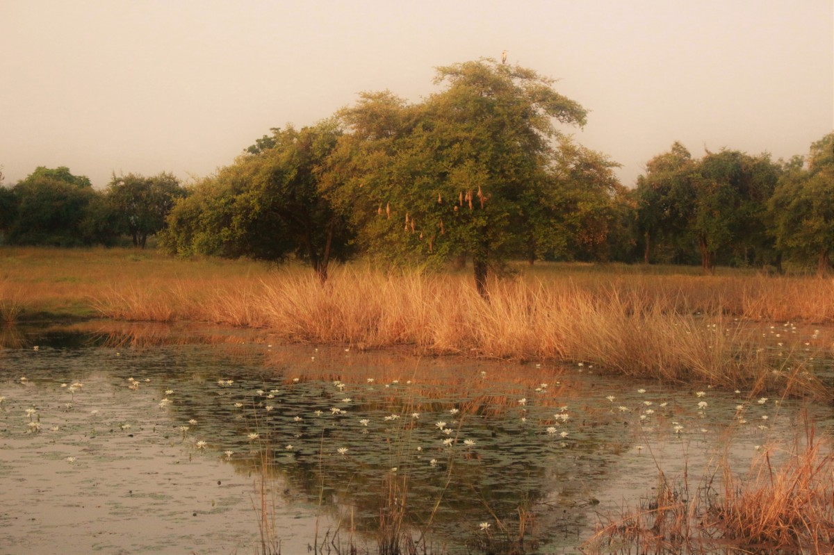 Zdjęcia: Satpura, Madhya Pradesh, Roślinność, INDIE Zdjęcia: Satpura, Madhya Pradesh, Roślinność, INDIE