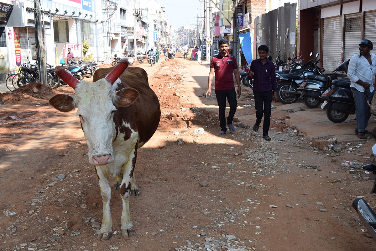 Zdjęcia: Mysore, Karnataka, Mysore 2, INDIE Zdjęcia: Mysore, Karnataka, Mysore 2, INDIE