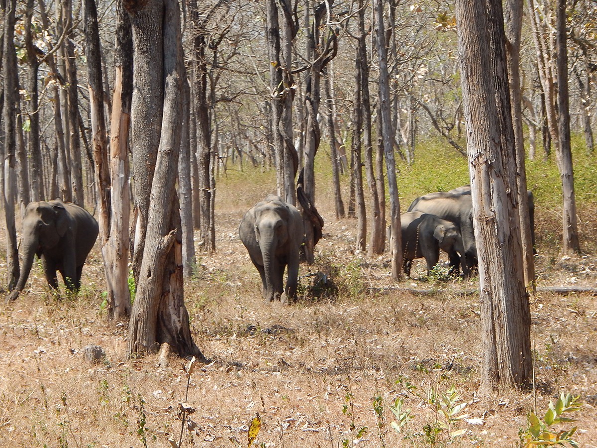 Zdjęcia: Bandipur National Park, Karnataka, Dzikie słonie, INDIE Zdjęcia: Bandipur National Park, Karnataka, Dzikie słonie, INDIE