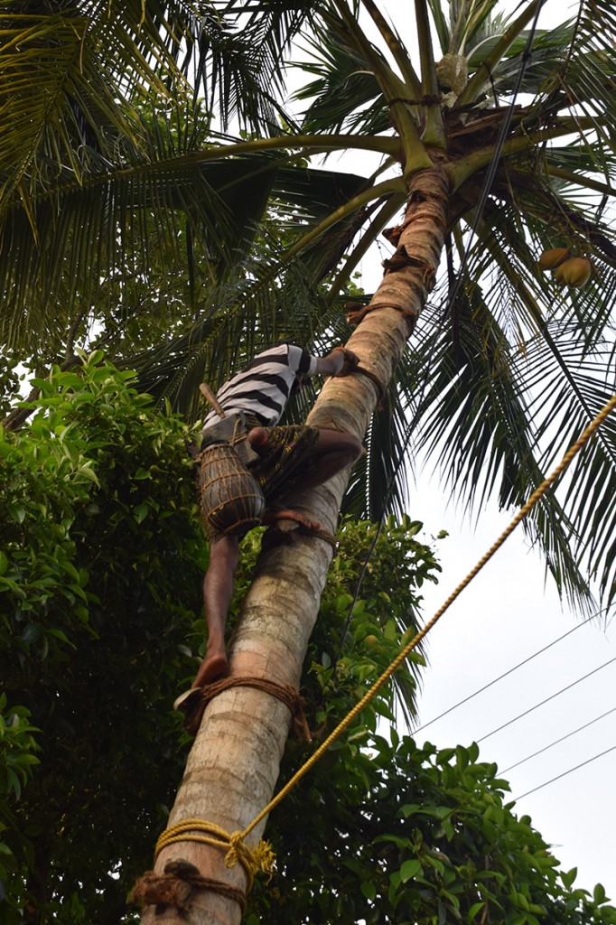 Zdjęcia: Alappuzha, Kerala, Palma, INDIE Zdjęcia: Alappuzha, Kerala, Palma, INDIE