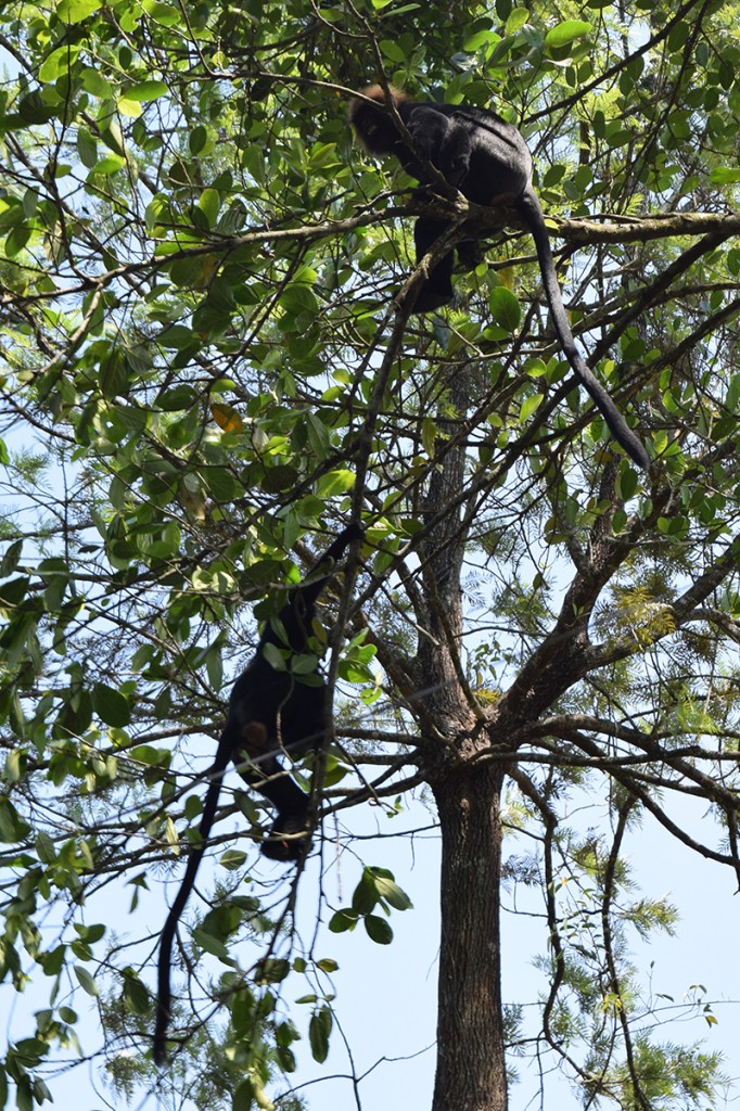 Zdjęcia: Kumily, Kerala, langury, INDIE Zdjęcia: Kumily, Kerala, langury, INDIE