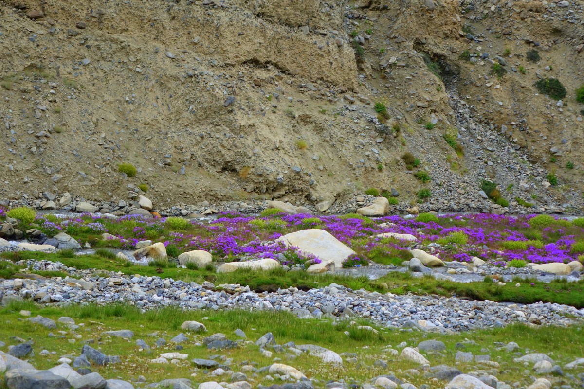 Zdjęcia: Pongono, Pongono, Pongono, INDIE Zdjęcia: Pongono, Pongono, Pongono, INDIE