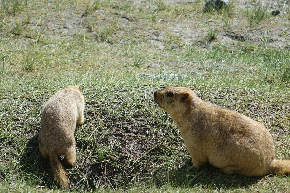 Zdjęcia: Dolina Nubry, Dolina Nubry, Dolina Nubry, INDIE Zdjęcia: Dolina Nubry, Dolina Nubry, Dolina Nubry, INDIE
