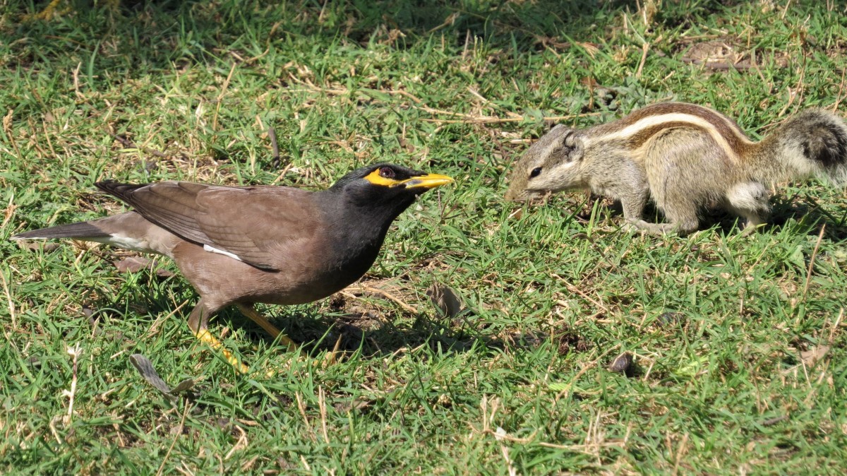 Zdjęcia: Park Narodowy Keoladeo, Bharatpur, Pasecznik palmowy i majna brunatna, INDIE Zdjęcia: Park Narodowy Keoladeo, Bharatpur, Pasecznik palmowy i majna brunatna, INDIE