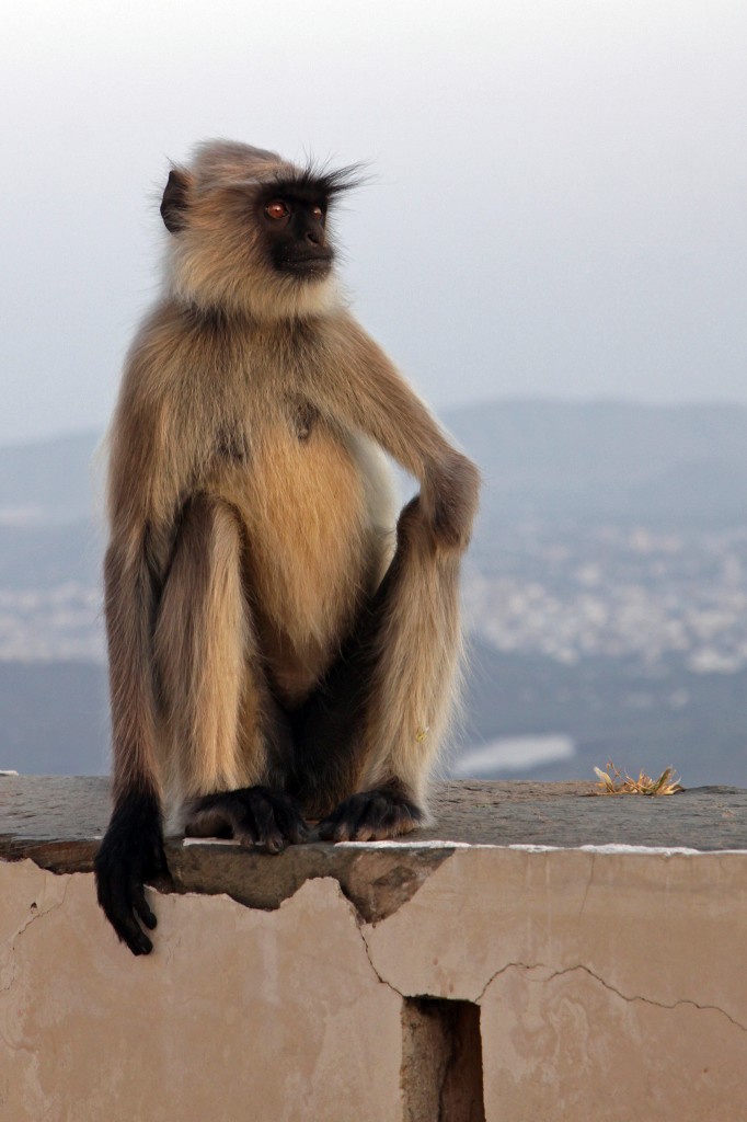 Zdjęcia: Udaipur, Uttar Pradesh, Zwierzęta Indii 1, INDIE Zdjęcia: Udaipur, Uttar Pradesh, Zwierzęta Indii 1, INDIE