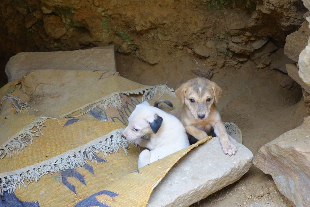 Zdjęcia: Waranasi, Waranasi, Psiaki, INDIE Zdjęcia: Waranasi, Waranasi, Psiaki, INDIE