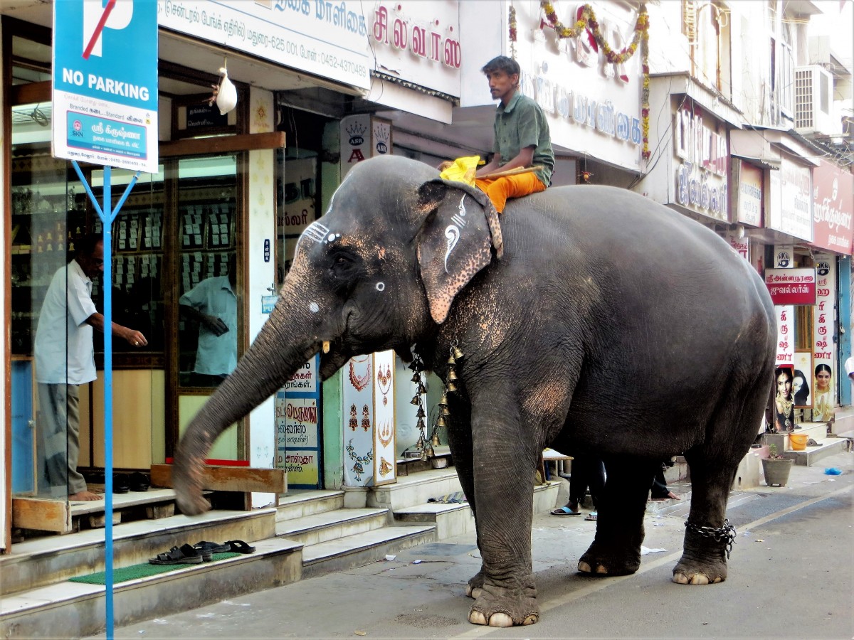 Zdjęcia: Maduraj, Tamilnadu, Słoń , INDIE Zdjęcia: Maduraj, Tamilnadu, Słoń , INDIE