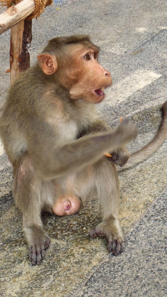 Zdjęcia: Tiruvannamalaj, Tamilnadu, ulice Tiruvannamalaj, INDIE Zdjęcia: Tiruvannamalaj, Tamilnadu, ulice Tiruvannamalaj, INDIE