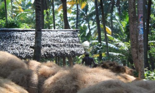 Zdjcie INDIE / Kerala / Kumarakum / wkno kokosowe