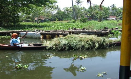 Zdjecie INDIE / Kerala / Kochi / ycie na Keralskich kanaach