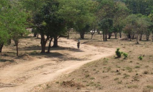 Zdjęcie INDIE / Kerala / Droga do Munnar / Widoki jak z Afrykańskiej sawanny