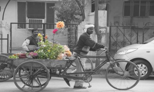 Zdjecie INDIE / Delhi / Old Delhi / ogrodnik