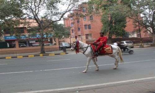 Zdjecie INDIE / Delhi / Old Delhi / jedziec