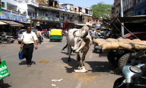 Zdjęcie INDIE / - / New Delhi, Paharganj / Święte krowy są wszędzie