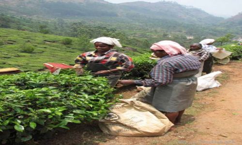 Zdjęcie INDIE / Kerala / Munnar / Na plantacji herbaty