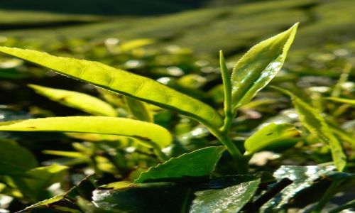 Zdjęcie INDIE / - / Munnar / Herbatka.
