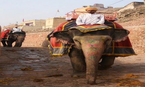 Zdjecie INDIE / Rajasthan / Jaipur / sonie