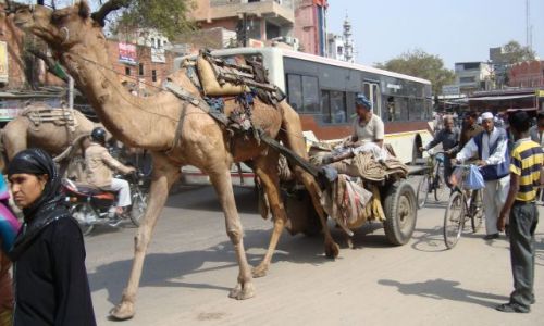 Zdjecie INDIE / Rajasthan / Jaipur / No to wio...