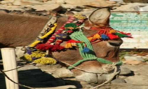 Zdjęcie INDIE / UTTARANCHAL / BHOJBASA / OSIOL NA SZLAKU