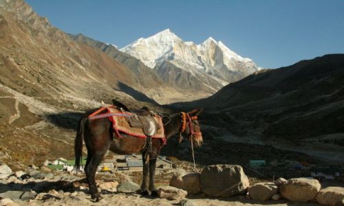 Zdjęcie INDIE / UTTARANCHAL / BHOJBASA / OSIOL I MANA PARBAT