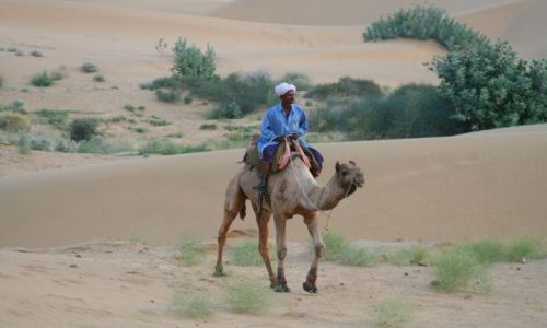 Zdjęcie INDIE / RAJASTHAN / PUSTYNIA THAR / ON I JEGO RUMAK