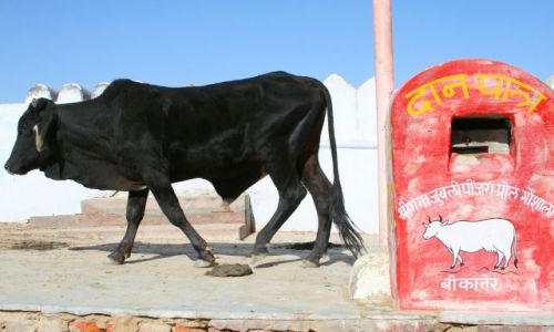 Zdjecie INDIE / RAJASTHAN / BIKANER / SWIETA KROWA 