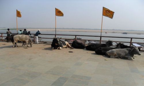 INDIE / Uttar Pradesh / Waranasi / Odpoczynek witych