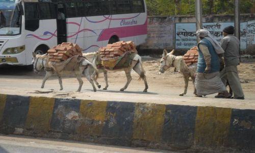 INDIE / Uttar Pradesh / Agra / Pracowite osioki