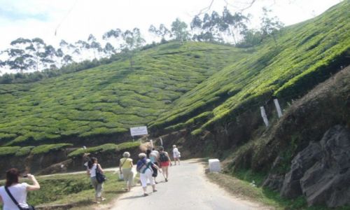 Zdjecie INDIE / Kerala / Munnar / Indie