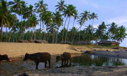 Zdjecie INDIE / Goa / Goa / Goa