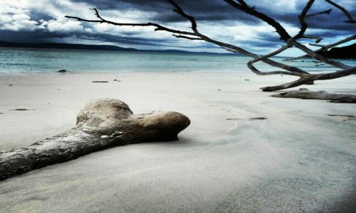 Zdjęcie INDIE / Andaman&Nicobar Islands / Rutland / woodbone