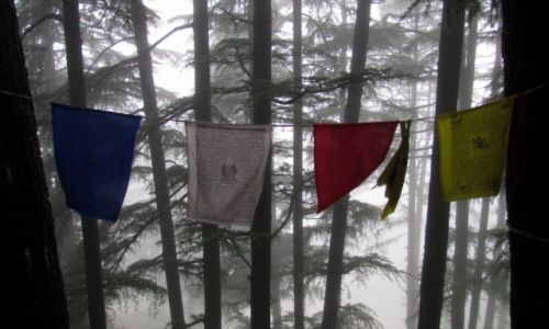Zdjęcie INDIE / Indie / Dharamsala / Prayer flags