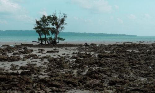 Zdjęcie INDIE / Andamany  / Havelock / Plaża