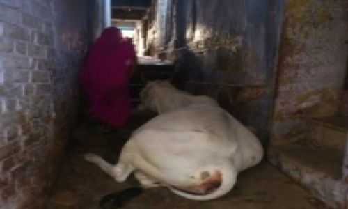 Zdjecie INDIE / - / Varanasi / Zwierzta Indii