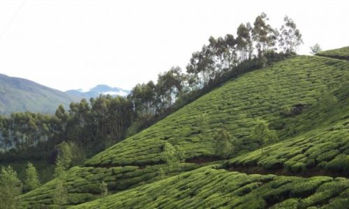 Zdjecie INDIE / Kerala / Munnar / Munnar