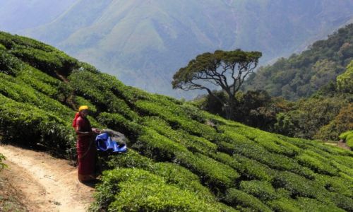 Zdjecie INDIE / Kerala / okolice Munnar / Na plantacji herbaty