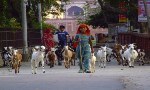 Zdjecie INDIE / Uttar Pradesh / Agra / Pastuszek.