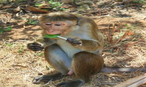 Zdjecie INDIE / - / Delhi / Indie