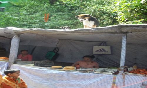 Zdjecie INDIE / Darjeeling / Hill Cart Road / Konkurs