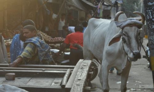 Zdjęcie INDIE / Delhi / Paharganj / Konkurs - Moje Indie